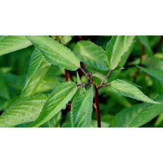 Hạt giống rau Đay Đỏ 20gram