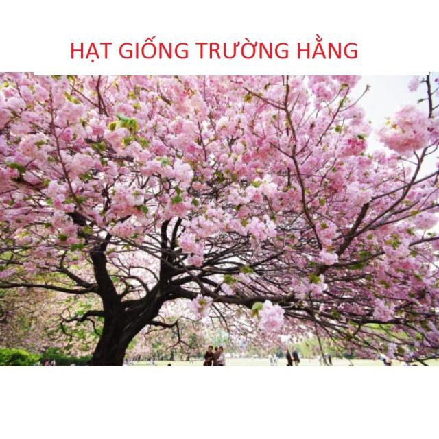 Hạt giống Hoa Anh Đào Nhật Bản Gói 5 hạt