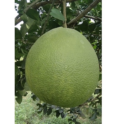 bưởi da xanh