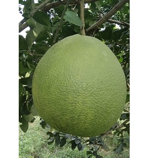 bưởi da xanh