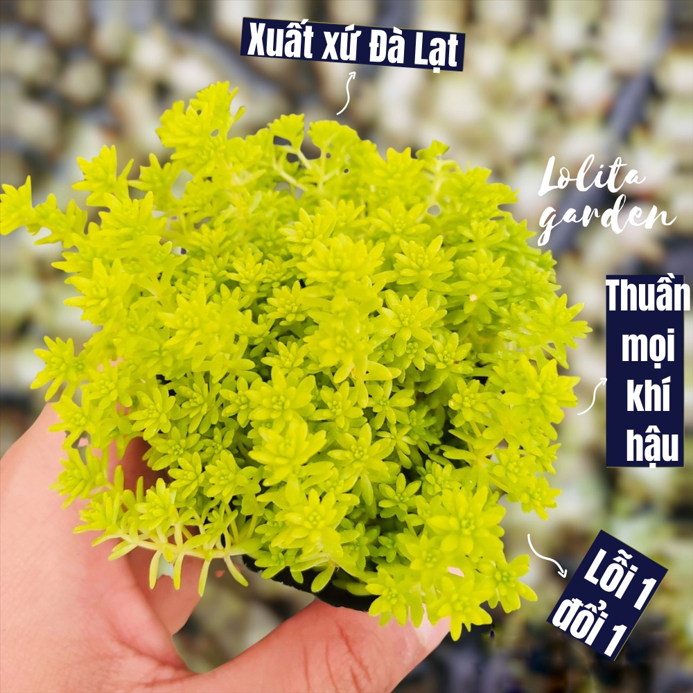 CỎ SEDUM VÀNG SIZE BÉ, HÀNG ĐÀ LẠT, SIÊU XINH SIÊU KHỎE, LỖI 1 ĐỔI 1