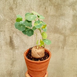 củ bình vôi phong thủy