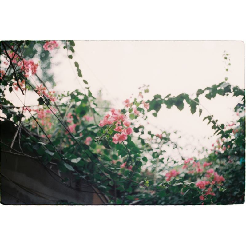 Film Cine điện ảnh Kodak Vision 500T 5279