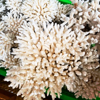 San Hô Trang Trí Hồ Cá Cảnh - loại 1 kg | san hô trang trí cho bể cá cảnh