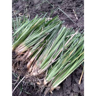 400 đồng/cây(1bao/1000 cây/400k) Cỏ Vetiver chống xói mòn, sạt lở và xử lý nước thải