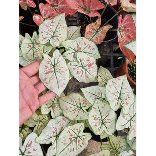 Cây môn dâu - caladium