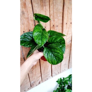 Chậu mềm trầu bà hạnh phúc🍀🌱Monstera Peru🍀🌱
