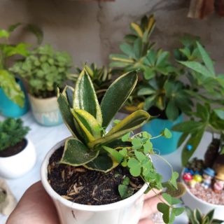 Lưỡi hổ mini TẶNG CHẬU