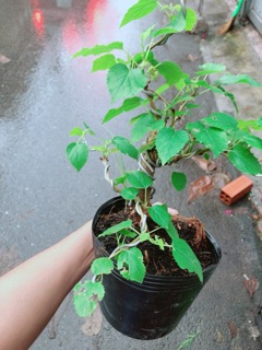 Dâu Tầm Bonsai