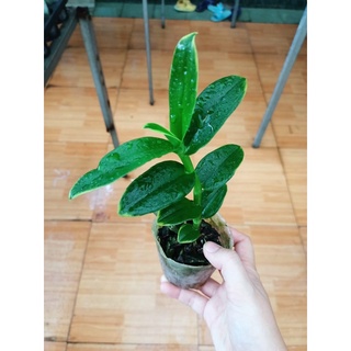trầm tím đột biến lá biên hoa siêu thơm