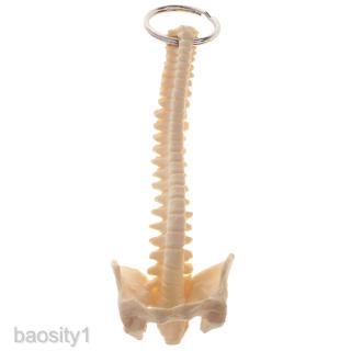 Mini Human Spine Skeleton Model Key Ring School Learning Tools Lab Supplies