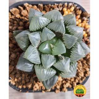 Sen đá kim cương Haworthia Hyb | Haworthia Obtusa hybrid cv Red Volcano