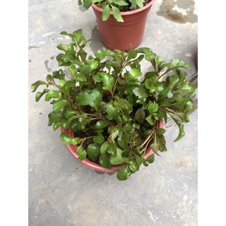 Rau cải xoang Nhật