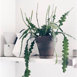 Cây quỳnh xương cá - fishbone cactus