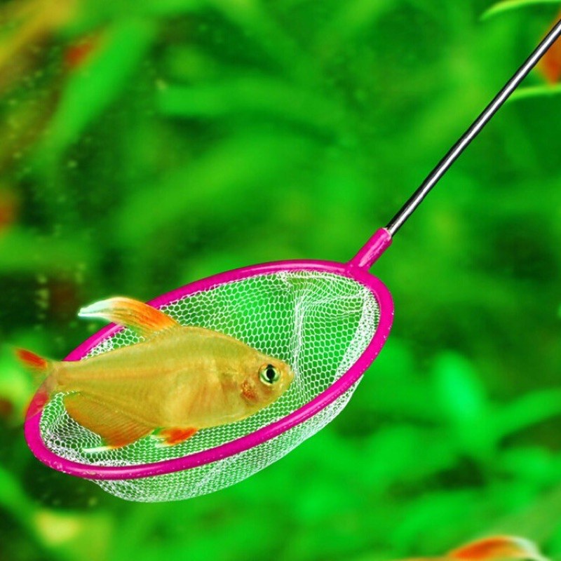 VỢT LƯỚI  Vớt Cá Loại Nhỏ