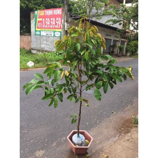 Vú sữa cây choai trồng nhanh cho quả