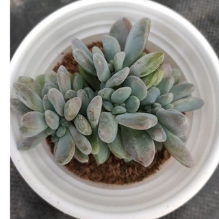 Sen đá GIỌT LỆ - Size trung - Vườn Đà Lạt