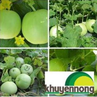 Gói 200 Hạt giống dưa lê siêu ngọt