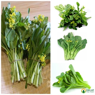 Hạt giống Cải Ngọt Ăn Bông (Cải Ngồng) 20gr