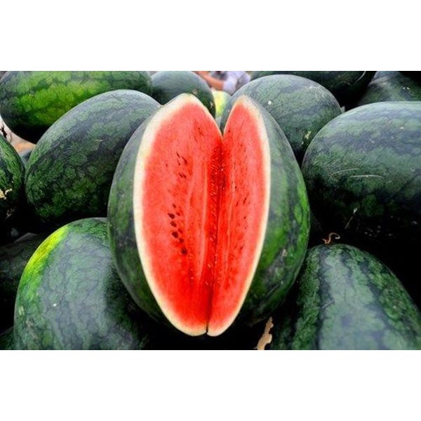 Hạt Giống Dưa hấu F1 hắc mỹ nhân Siêu ngọt -Dài trái to quả