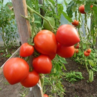 Hạt cà chua trái tim đỏ - gói 0,1 gram