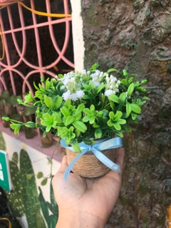 Combo 5 lọ hoa cỏ