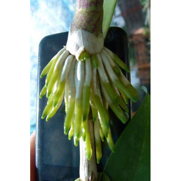 Siêu kích rễ EXOTIC 100ml hàng thái lan