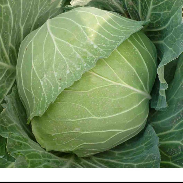 Bắp cải F1 KA-CROSS SAKATA 789- gói 1 gam