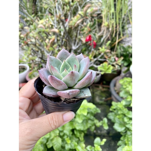 Sen đá mận tím size nhỏ