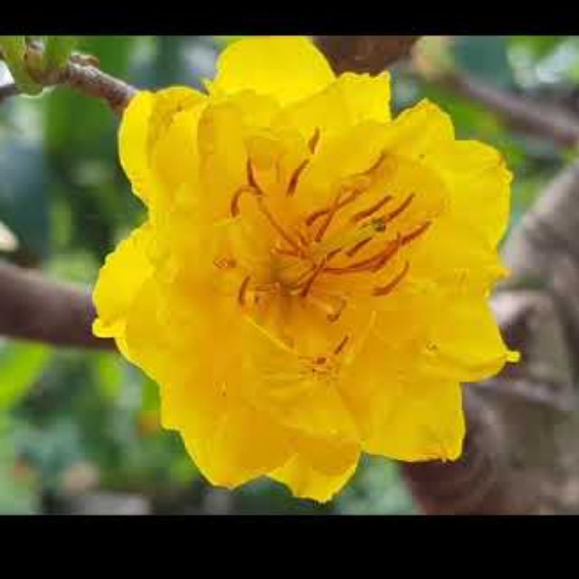 Mai Cúc Thọ Hương ( cây giống)
