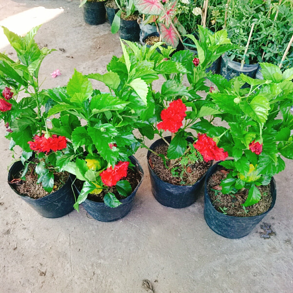 Cây Hoa Dâm Bụt cánh kép  - cây cảnh trong nhà