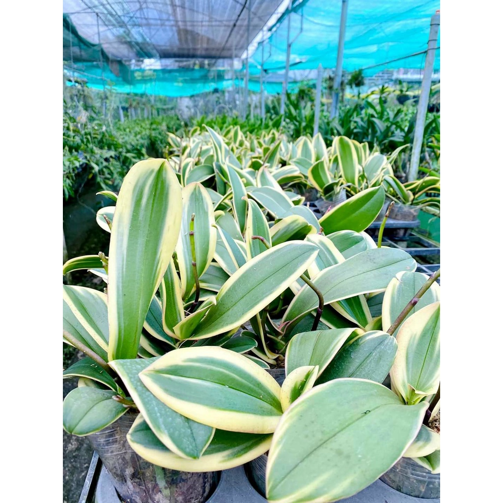 LAN HỒ ĐIỆP LÁ BIÊN MẶT HOA XỔ