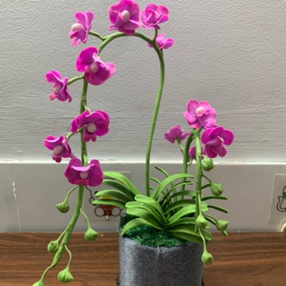 Chậu hoa Lan Vanda đất sét bông hoa nhỏ cành cao