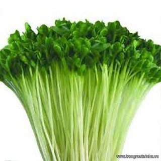 Hạt giống Rau mầm cải ngọt 50g