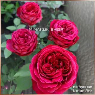 Hoa hồng ngoại Eve Fragrant Rose siêu đẹp - MinaKun Shop