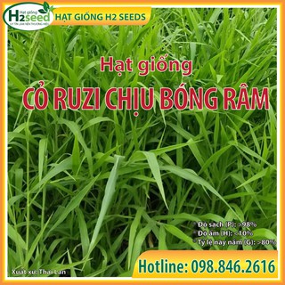 Hạt Giống Cỏ Ruzi - Gói 500g - Cỏ Chịu Dẫm Đạp - Cỏ Chịu Bóng Râm