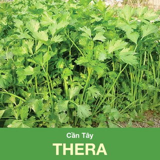 Hạt giống Cần Tây THERA (5gr)