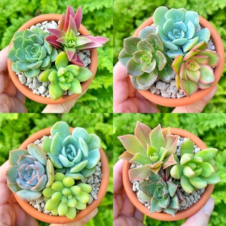 Sen đá mix 3 nhánh ngẫu nhiên 3-5cm