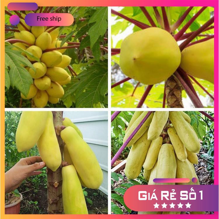 Hạt giống Đu đủ vàng (05 hạt)