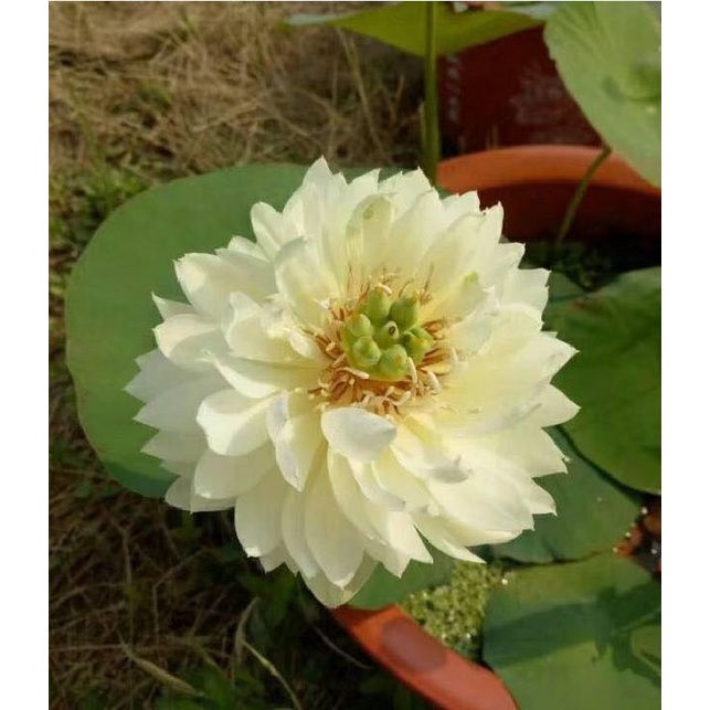 Hạt giống hoa sen bách diệp màu TRẮNG KNS1427 - Gói 5 hạt