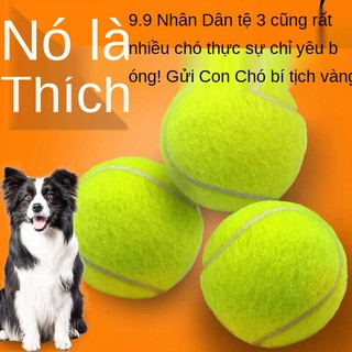 Đồ chơi chó bóng vàng Mao Teddy Đàn hồi Bóng với Bite Griets Tennis Pet Puppies Labrador Chó con Đào tạo