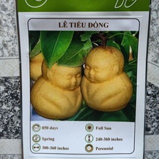 Hạt giống lê tiểu đồng| Lê mặt nhân
