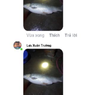 Tinh dầu dụ cá thái lan