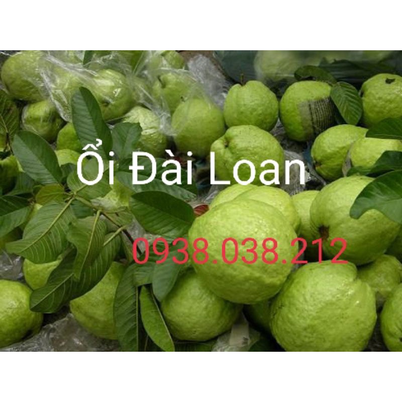 CÂY ỔI LÊ ĐÀI LOAN