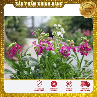 Hạt Giống Hoa Hoàng Anh Mix 50 Hạt