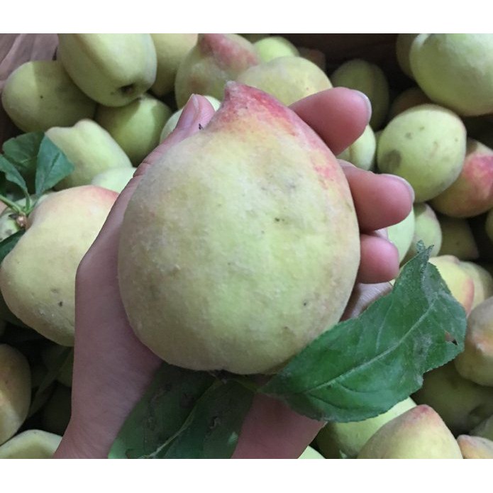 Cây giống ĐÀO ĂN QUẢ