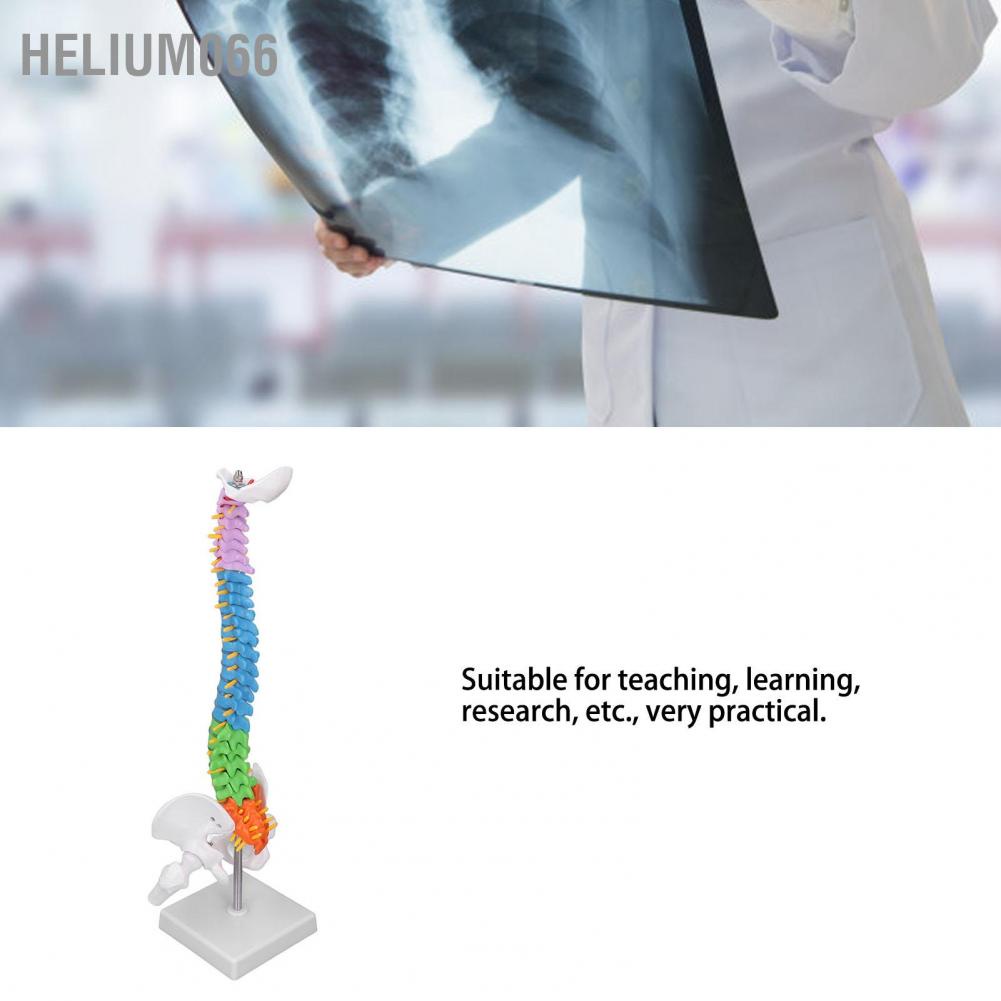 Helium066 Spine Model PVC 45cm Colour Coded Miniature with Thigh Bone Set Kit for Learning Teaching