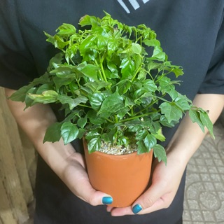 CÂY HẠNH PHÚC - CÂY PHONG THUỶ ĐỂ BÀN