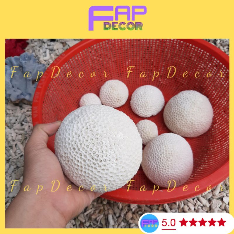 San Hô Bánh Bao Biển Thiên Nhiên Trang Trí Bể Cá, Thủy Sinh Trang Trí Nhà Cửa - FapFood