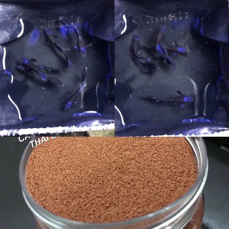 Cám guppy Blue Tazan (2 cặp)